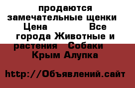 продаются замечательные щенки › Цена ­ 10 000 - Все города Животные и растения » Собаки   . Крым,Алупка